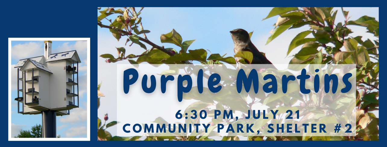 Purple Martins Wednesday, July 21 at 6:30 pm in Community Park, Shelter 2